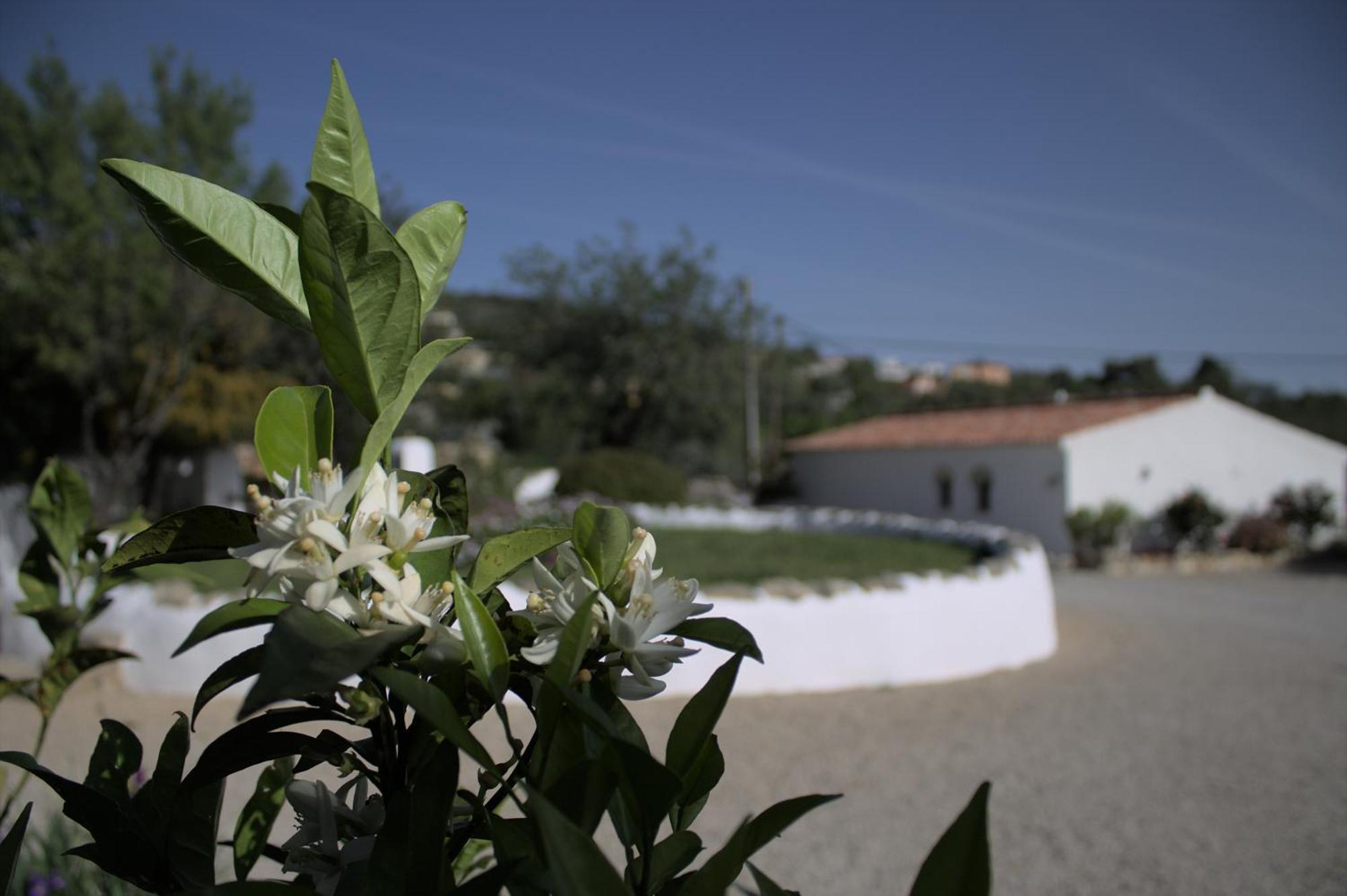 Suite Swimming Pool Quinta Da Eira 140 Years Old Loule Exterior photo